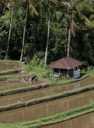 8R2A0441 Rice Terraces Jatiluih Central Bali Indonesia