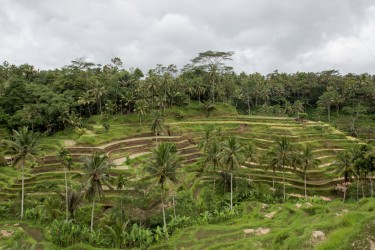 8R2A99861 Rice Terraces Ubud South Bali Indonesia