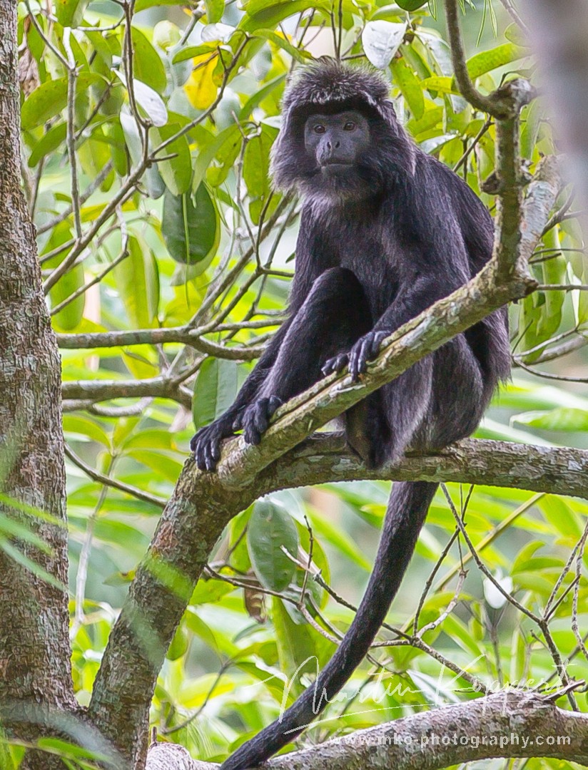 8R2A3765 Black Monkey Lombok Indonesia