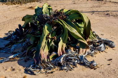 8R2A5594 Welwitschia Namib Desert West Namibia