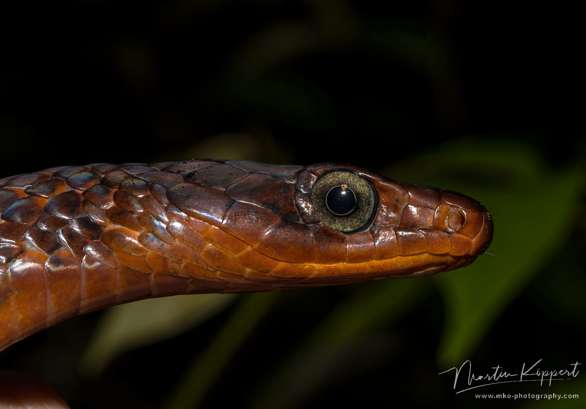 7P8A5043 Rusty whips snake red zeppo  Yasuni Amazon Ecuador