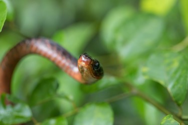 7P8A5075 Rusty whips snake red zeppo  Yasuni Amazon Ecuador