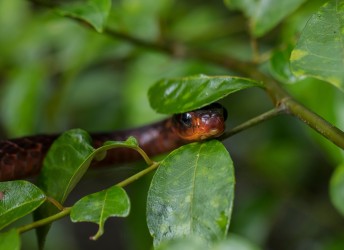 7P8A5078 Rusty whips snake red zeppo  Yasuni Amazon Ecuador