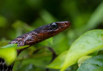 7P8A5086 Rusty whips snake red zeppo  Yasuni Amazon Ecuador