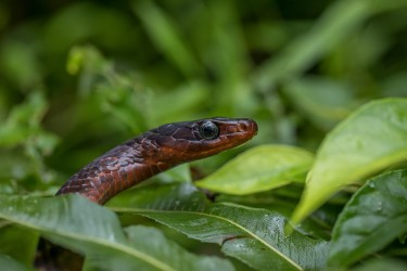 7P8A5099 Rusty whips snake red zeppo  Yasuni Amazon Ecuador