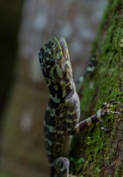 7P8A5342 Tree runner Lizard Yasuni NP Amazon Ecuador