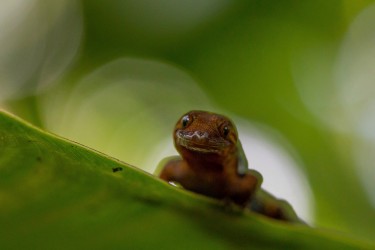 7P8A5404 Sun Gecko Yasuni NP Amazon Ecuador