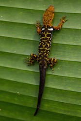 7P8A5485 Sun Gecko Yasuni NP Amazon Ecuador