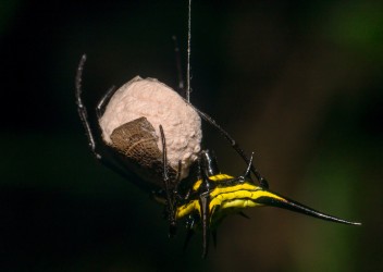 7P8A6063 Spiny backed Spider Cuyabeno Amazon Ecuador
