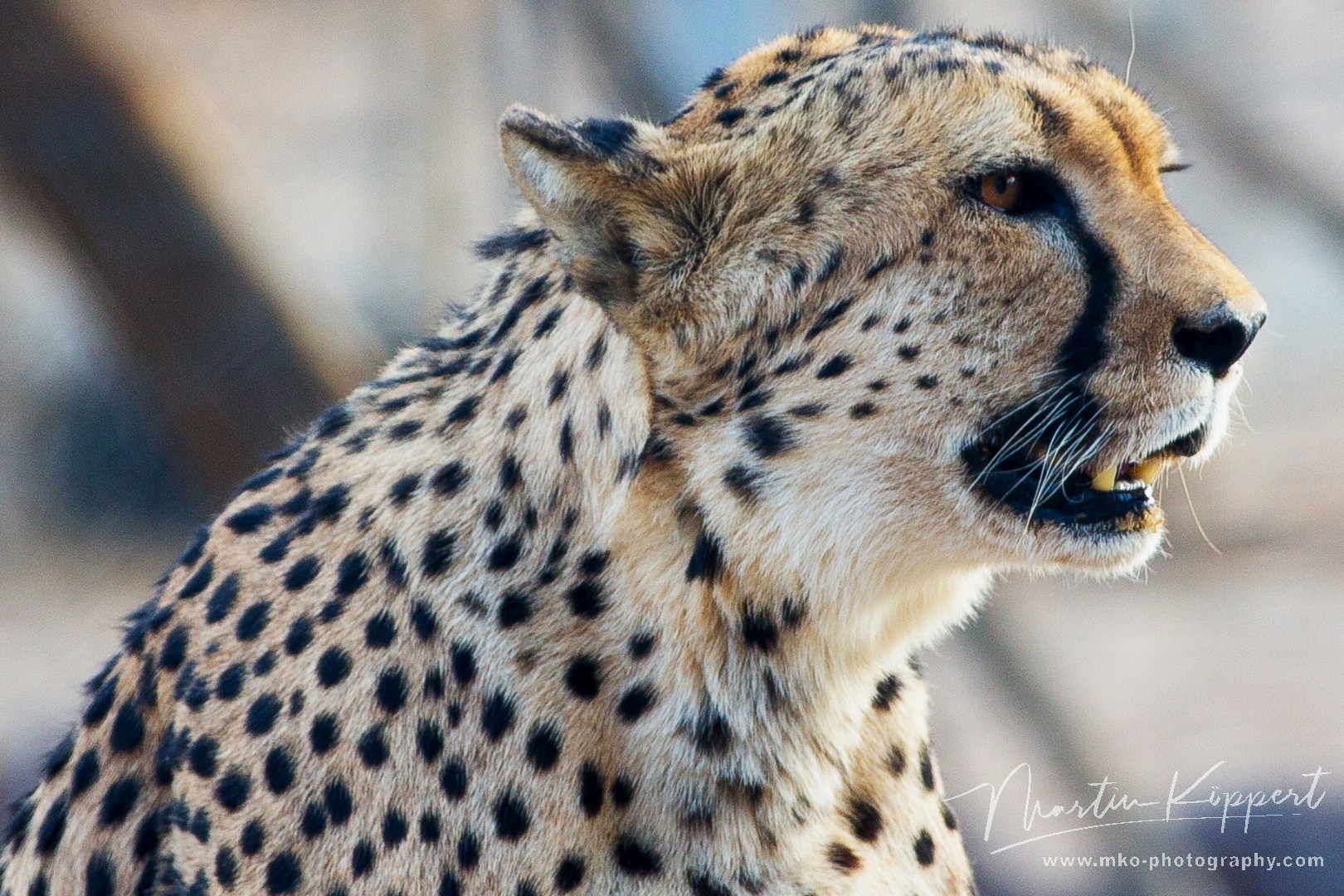 8R2A4810 Cheetah Etosha NP Namibia