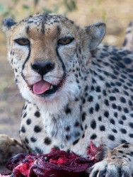 8R2A4849 Cheetah Etosha NP Namibia