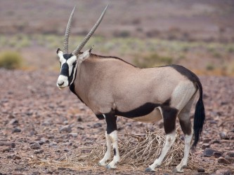 8R2A4942 Oryx Antilope Fish River Canyon NP Namibia