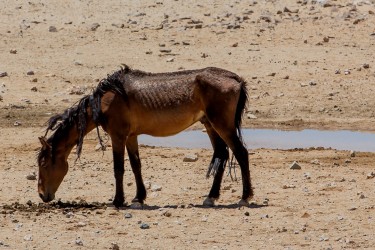 8R2A4980 Wild Horse Aus Southwest Namibia