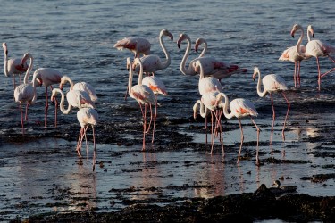 8R2A5098 Flamingos Lagoon at Lu  deritz Southwest Namibia