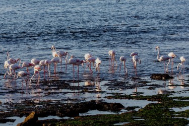 8R2A5102 Flamingos Lagoon at Lu  deritz Southwest Namibia