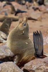 8R2A6968 Seals Cape Cross Skeleton Coast Namibia