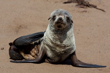 8R2A6983 Seals Cape Cross Skeleton Coast Namibia