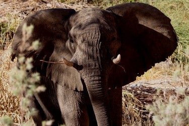 8R2A7220 Desert Elephant Kaokoveld North Namibia