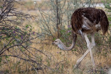 8R2A8868 Juvenile Ostrich Etosha Pan North Namibia