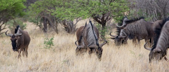 8R2A8921 Wildebeest  Etosha Pan North Namibia