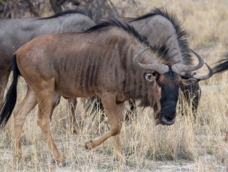 8R2A8930 Wildebeest Etosha Pan North Namibia