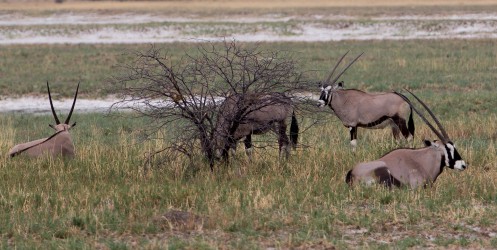 8R2A8983 Oryx Etosha Pan North Namibia