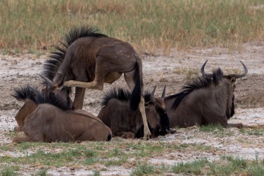 8R2A8986 Wildebeest Etosha Pan North Namibia