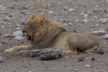8R2A9054 Lion Etosha Pan North Namibia