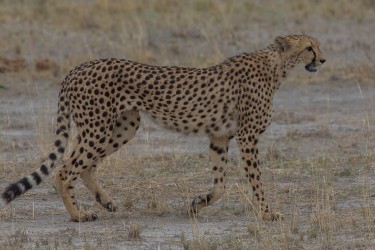 8R2A9090 Cheetah Etosha Pan North Namibia