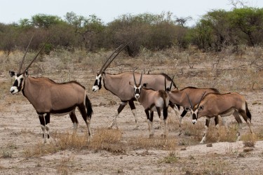 8R2A9097 Oryx Etosha Pan North Namibia