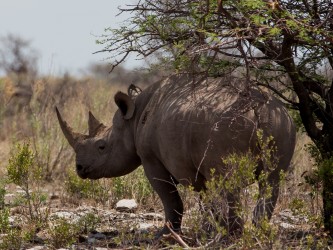 8R2A9192 White Rhino Etosha Pan North Namibia