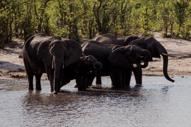 8R2A0380 Elephant Chobe NP Botswana