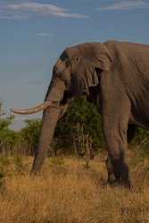 8R2A0405 Elephant Chobe NP Botswana