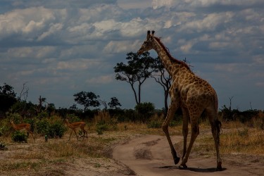 8R2A0441 Giraffe Chobe NP Botswana