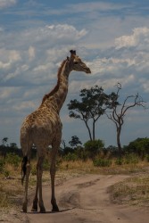 8R2A0444 Giraffe Chobe NP Botswana