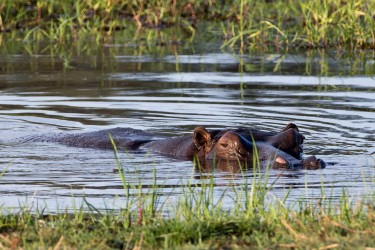 8R2A0560 Hippo Okovango Delta Botswana
