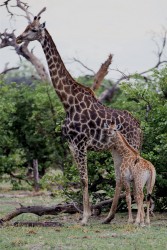 8R2A0613 Giraffe Okovango Delta Botswana