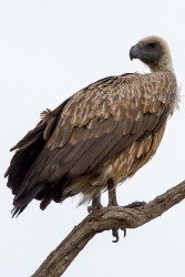 8R2A0622 White backed Vulture Okovango Delta Botswana