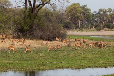 8R2A0664 Impala Okovango Delta Botswana