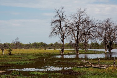 8R2A0698 Okovango Delta Botswana