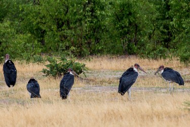 8R2A0728 Marabu Stork Okovango Delta Botswana