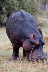 8R2A0765 Hippo Okovango Delta Botswana