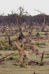 8R2A0800 Giraffe Okovango Delta Botswana