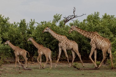 8R2A0812 Giraffe Okovango Delta Botswana