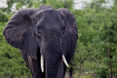 8R2A0825 Elephant Okovango Delta Botswana