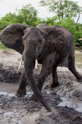 8R2A0835 Elephant Okovango Delta Botswana