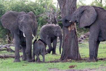8R2A0838 Elephant Okovango Delta Botswana