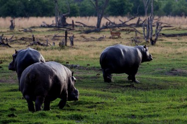 8R2A0859 Hippo Okovango Delta Botswana