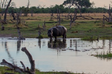 8R2A0872 Hippo Okovango Delta Botswana