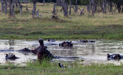 8R2A0882 Hippo Okovango Delta Botswana